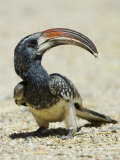 Monteiro's Hornbill, Tockus Monteiri, Etosha Pan National Park, Namibia, Africa Lámina fotográfica por Gerald & Buff Corsi