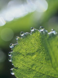 Close-Up of Guttation Droplets on a Strawberry Leaf, Frageria Lámina fotográfica por David Cavagnaro Close-Up of Guttation Droplets on a Strawberry Leaf, Frageria Lámina fotográfica por David Cavagnaro