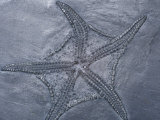 Fossil Starfish or Sea Star (Aspidosoma Tischbeini), Devonian Period, Hunstruck Slate, Germany Photographic Print by Ken Lucas