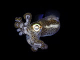 Bobtail Squid (Euprymna Berryi) Indonesia Reprodukcja zdjęcia autor David Fleetham