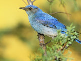 Male Mountain Bluebird (Sialia Currucoides) in a Cedar. Western USA Photographic Print by Steve Maslowski