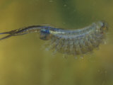 Gary Meszaros - Fairy Shrimp Female with Eggs (Eubranchipus Vernalis), Eastern USA Fotografická reprodukce