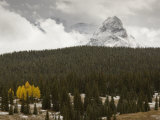 A Small Grove of Aspen Trees Below the Grenadier Range Photographic Print by Don Grall