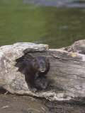 Mink and its Young in a Hollow Den Tree, Mustela Vision, North America Lámina fotográfica por Jack Michanowski Mink and its Young in a Hollow Den Tree, Mustela Vision, North America Lámina fotográfica por Jack Michanowski