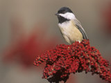 Carolina Chickadee (Poecile Carolinensis) on Sumac, Eastern North America Photographie par Steve Maslowski