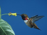 Male Allen's Hummingbird, Selasphorus Sasin, Feeding at a Flower, North America Photographic Print by Charles Melton