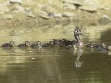 Female Wood Duck with a Large Brood, Showing Imprinting Behavior (Aix Sponsa), North America Photographic Print by Steve Maslowski