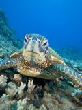 Green Sea Turtle Head (Chelonia Mydas), an Endangered Species, Hawaii, USA Photographic Print by David Fleetham