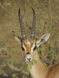 Grant's Gazelle Eating Leaves, Gazella Granti, Samburu, Kenya, Africa Photographic Print by Arthur Morris