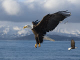 Mature Bald Eagles (Haliaeetus Leucocephalus) Fishing for Herring Photographie par Tom Walker