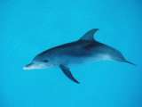 Atlantic Spotted Dolphin, Stenella Frontalis, Usa, Fl, Florida, Atlantic Ocean Lámina fotográfica por Reinhard Dirscherl Atlantic Spotted Dolphin, Stenella Frontalis, Usa, Fl, Florida, Atlantic Ocean Lámina fotográfica por Reinhard Dirscherl