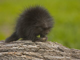 Common Porcupine Juvenile, Erethizon Dorsatum, North America Photographic Print by Jack Michanowski