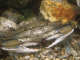 Blue Crab Underwater, Callinectes Sapidus, Eastern North America, Atlantic Ocean Photographic Print by John D. Cunningham