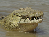 Nile Crocodile, Crocodylus Niloticus, Eating a Grant Gazelle, Masai Mara, Kenya, East Africa Lámina fotográfica por Fritz Polking