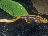 Emperor, Crocodile or Chinese Newt (Tylotriton Verrucosus), Southern China and Southeast Asia Photographic Print by Ken Lucas