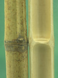 External and Internal Views of Bamboo Monocot Stems Photographic Print by Wally Eberhart