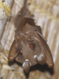 Dobson's Fruit Bat Hanging Upside Down, Epomops Dobsoni, Kenya, Africa Photographic Print by Joe McDonald