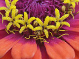 Zinnia Flower Close-Up, Zinnia Elegans, Maine Photographic Print by Adam Jones