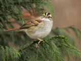 White-Throated Sparrow, Zonotrichia Albicollis, North America Photographic Print by John Cornell