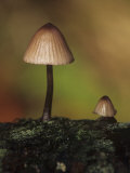 Mycena Mushrooms Growing on a Decaying Log, Mycena Murina, Basidiomycetes, North America Photographic Print by Jon Bertsch