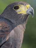 Harris Hawk Head, Parabuteo Unicinctus, Southwestern North America Photographic Print by Joe McDonald