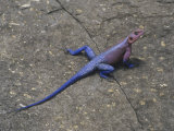 Agama Lizard, Masai Mara, Kenya Photographic Print by Adam Jones
