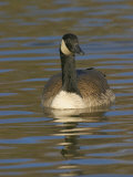 Canada Goose Swimming, Branta Canadensis, North America Photographic Print by Jack Michanowski
