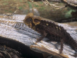 Armoured Chameleon, Brookesia Perarmata, an Endangered Species, Madagascar Photographic Print by Joe McDonald