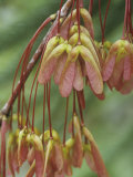 Red Maple Tree Winged Seeds or Samaras, Acer Rubrum, North America Photographic Print by David Sieren