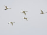 Tundra Swans in Flight (Olor Columbianus), Montana, USA Photographic Print by Neal Mishler