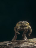 Giant Marine Toad Jumping.\R\N, Bufo Marinus, Central and South America Lámina fotográfica por Joe McDonald