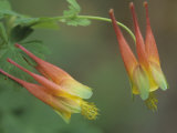 Red Columbine, Aquilegia Formosa, California, USA Photographie par Doug Sokell