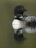 Common Loon (Gavia Immer), USA Photographic Print by Arthur Morris