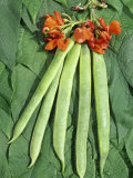 Scarlet Runner Beans, Flowers, and Foliage (Phaseolus Coccineus) Photographic Print by Wally Eberhart