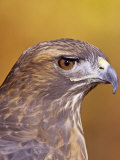 Red-Tailed Hawk, Buteo Jamaicensis, Head Showing its Eye and Bill, North America Photographic Print by Jack Michanowski