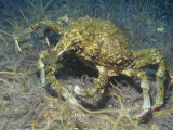 Sheep Crab (Loxorhynchus Grandis), Anacapa Island, California, Usa, Pacific Ocean Photographic Print by Richard Herrmann