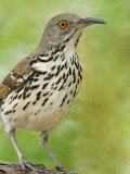Long-Billed Thrasher, Toxostoma Longirostre, Texas, USA Photographie par Arthur Morris