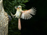 Cardinal Landing on a Tree Perch, Cardinalis Cardinalis, Eastern North America Photographic Print by Gary Carter