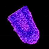 Rabies Virus Showing its Characteristic Bullet Shape Photographic Print by Fred Murphy