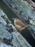 Carolina Wren (Thryothorus Ludovicianus). Eastern USA Photographic Print by Steve Maslowski