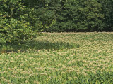 Tobacco Crop in Full Bloom, Nicotiana Tabacum, Bluegrass Region of Central Kentucky, USA Photographic Print by Adam Jones