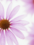 Close-Up of a Coneflower Flower (Echinacea Purpurea), Primadonna Variety Photographie par Wally Eberhart
