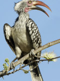 Red-Billed Hornbill, Tockus Erythrorhynchus, Chobe National Park, Botswana, Africa Photographie par Gerald & Buff Corsi