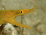 Reinhard Dirscherl - Yellow Ribbon Eel (Rhinomuraena Quaesita) Rhinomuraena Quaesita - Fotografik Baskı