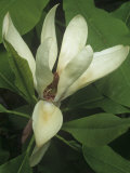 Umbrella Magnolia Flower, Magnolia Tripetala, Eastern North America Photographic Print by Gary Meszaros