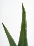 Close Up of Aloe Vera Plant Photographic Print