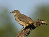 Curve-Billed Thrasher, Toxostoma Curvirostre, Southwestern North America Photographie par Arthur Morris
