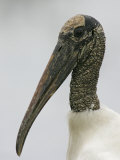 Wood Stork Head, Mycteria Americana, Florida, USA Photographic Print by Arthur Morris