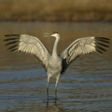 Sandhill Crane Courtship Display and Vocalization, Grus Canadensis, North America Photographic Print by Arthur Morris
