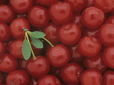 Pie Cherry Harvest, 'Bali', (Prunus Cerasus) Photographic Print by Wally Eberhart